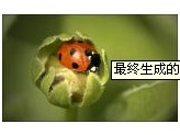 php生成缩略图填充白边(等比缩略图方案) - 文章图片