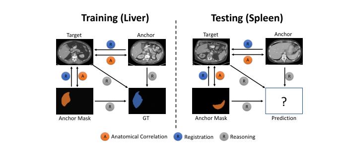 [小样本医学图像]Generalized Organ Segmentation by Imitating One-shot Reasoning using Anatomical Correlation - 文章图片